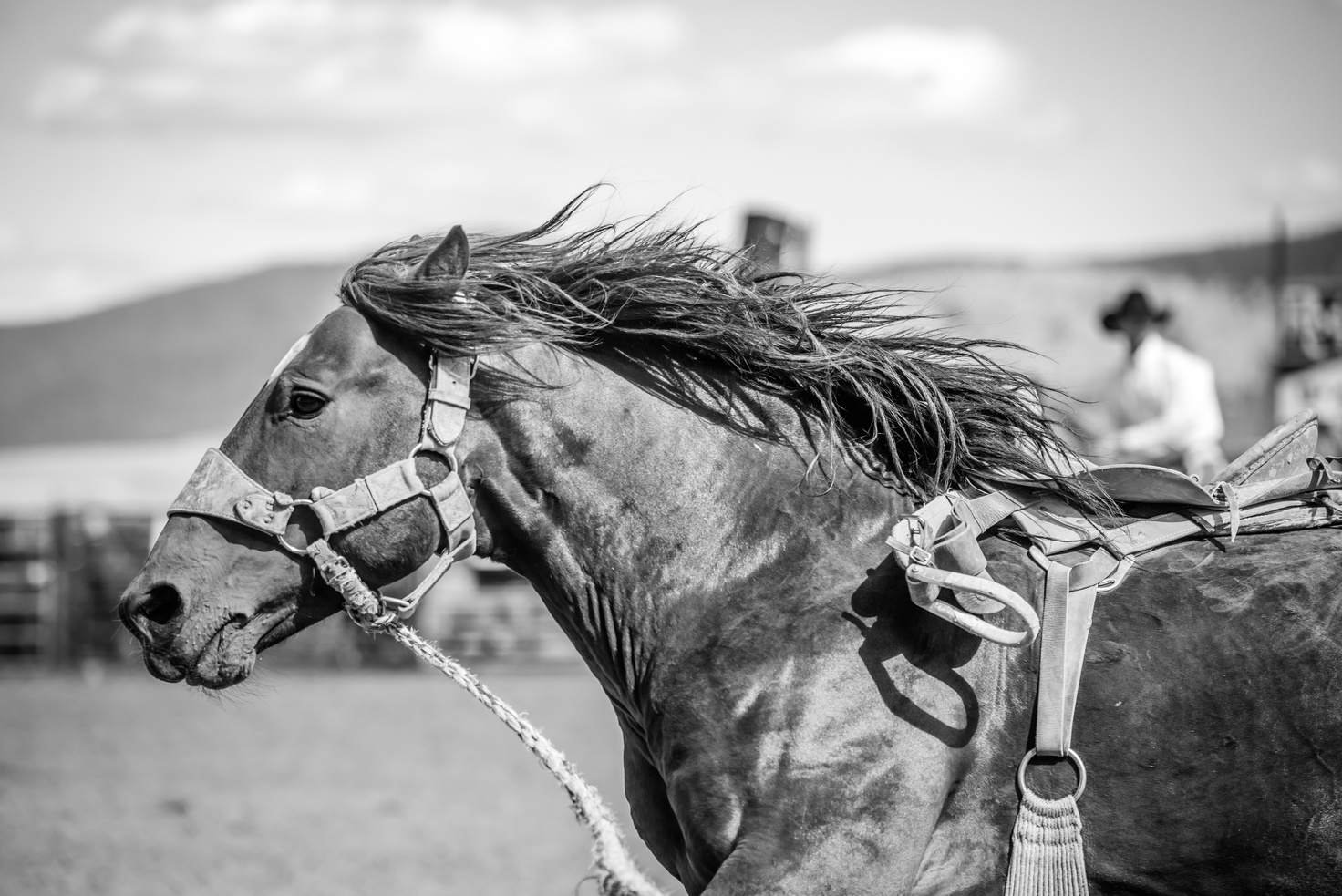 Rodeo Bucking Horse